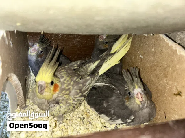 كوكتيل فراخ و اميات