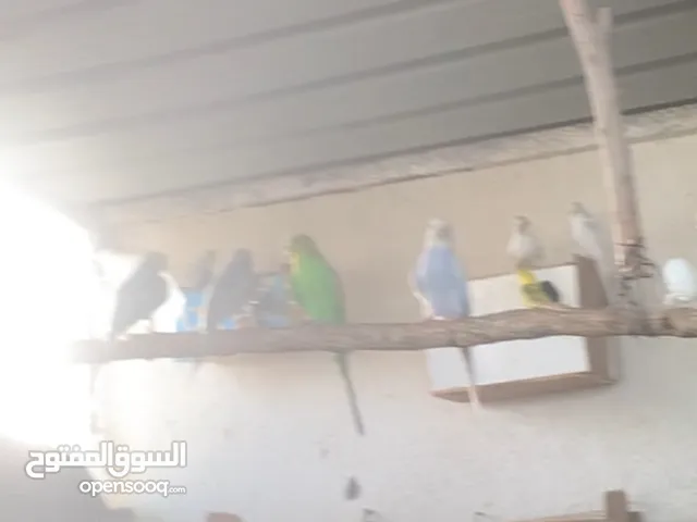 25 زوج طيور بادجي للبيع مع افراخهن اللي بالعش