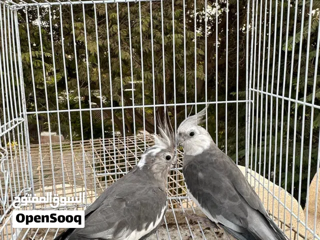 للبيع زوج كوكتيل وايت فيس منتج