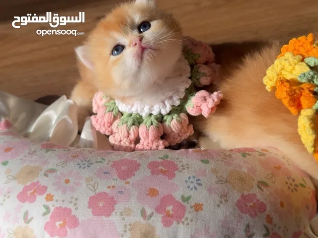 British short hair ny12برتش شورت هير