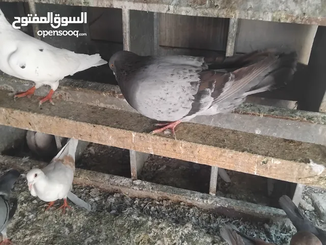 حمام حجم كبير للبيع عدد. 14