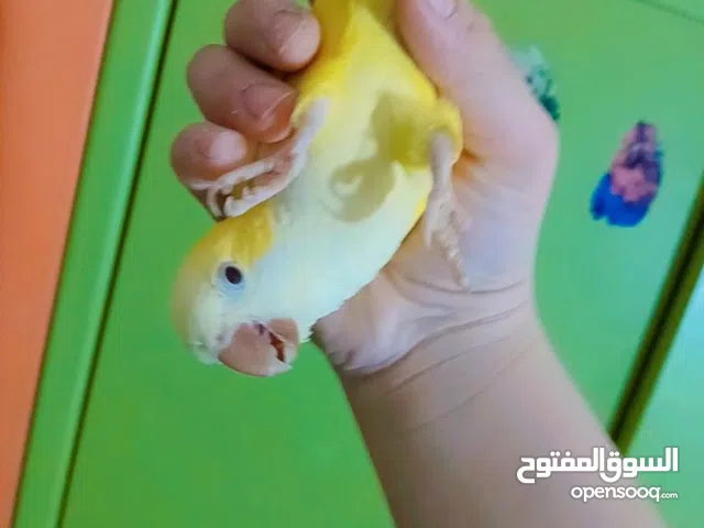 لي عشاق طيور المروضة جبتلكن ببغاوات كويكر وببغاء كنيور مميزين مروضين متل العبة وبيحكو كمان