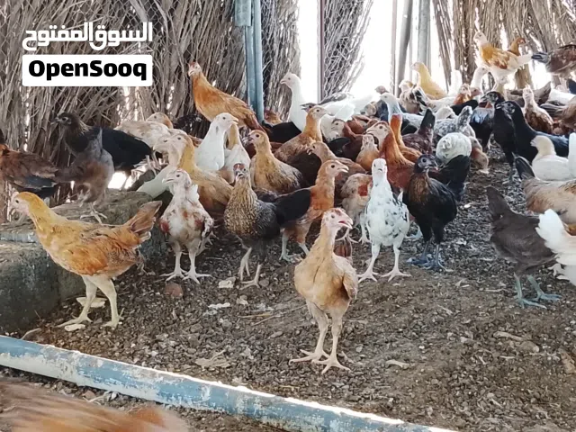 دجاج عماني للبيع