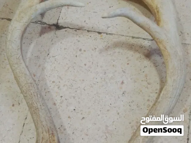 قرون غزال  حجمين