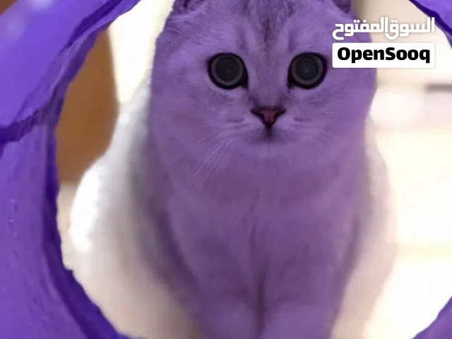 Pure Scottish Fold Chinchilla (Female)