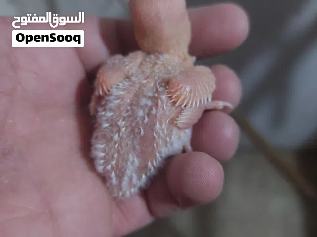 فرخ روز البينو عين حمرا للتاكيل اليدوي