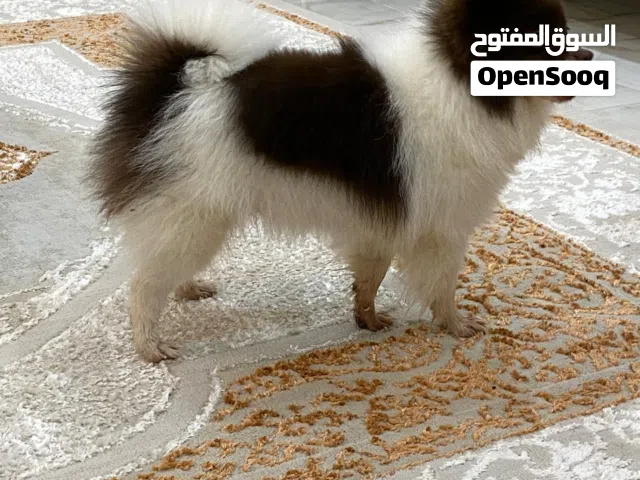 للبيع Pomeranina
