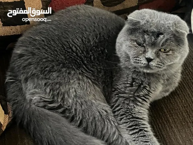 قط لبيع ذكر معقم العمر 3سنوات................