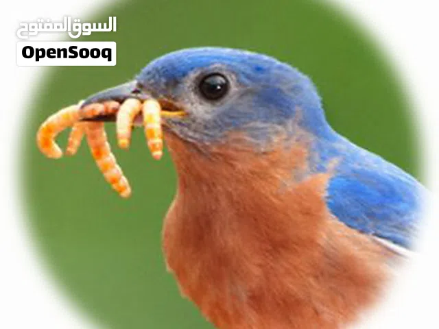 دود قبابي /ميل ورم /Mealworm