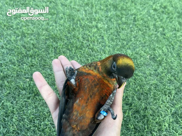 للبيع فرخين لوري