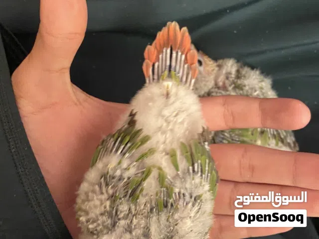 فروخ كنيور انناس رد فاكتر