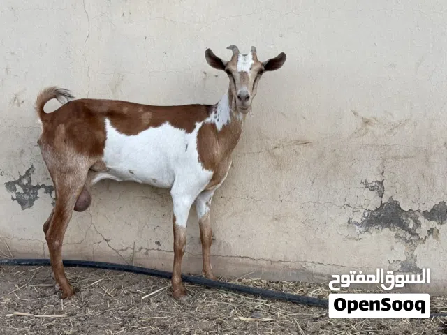 شاه صلاليه