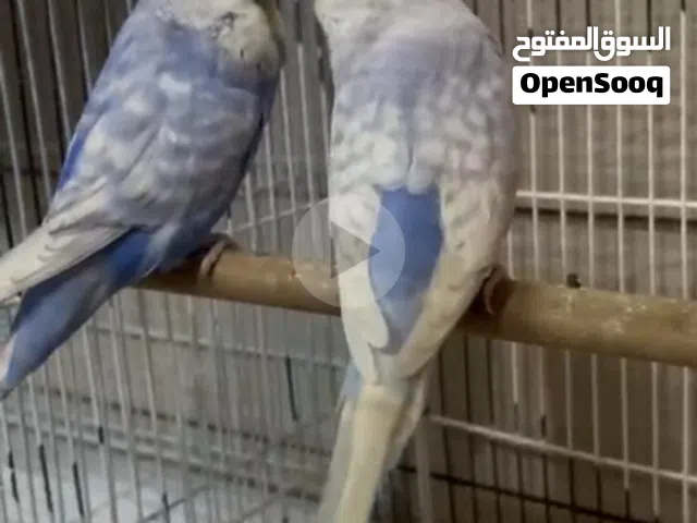 زوج باجري انجلش
