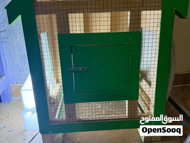 Cockatiels for Sale – Healthy & Hand-Tamed