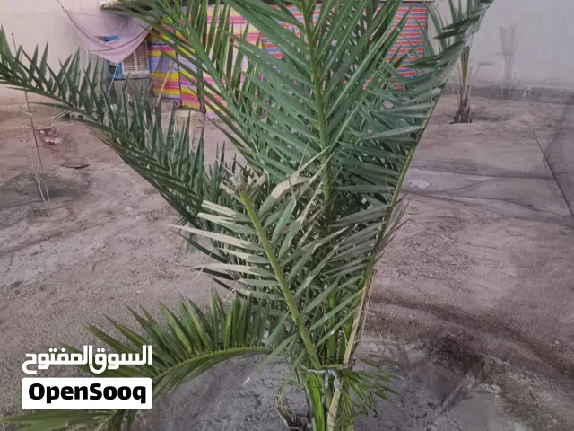 نخيل برحي ابو الخصيب كفالة احجام كبيرة باسعار مناسبة جدا