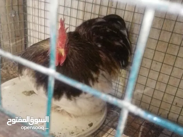 صردوك استرالي