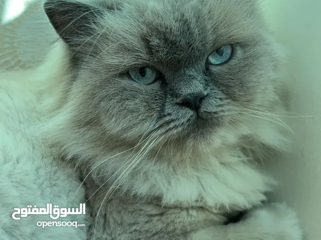 قط ذكر هملايا نقي "بيور "للتبني المجاني تماما..معقم ونظيف .