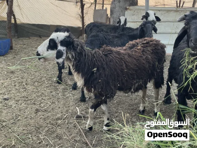 جاعده للبيع