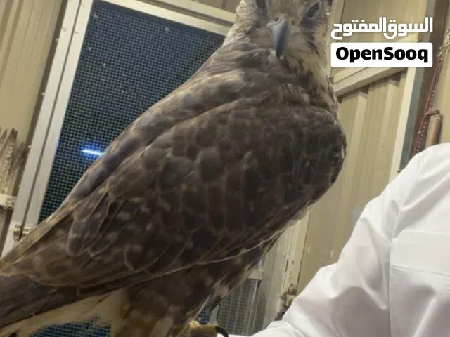 للبيع حر اصلي
