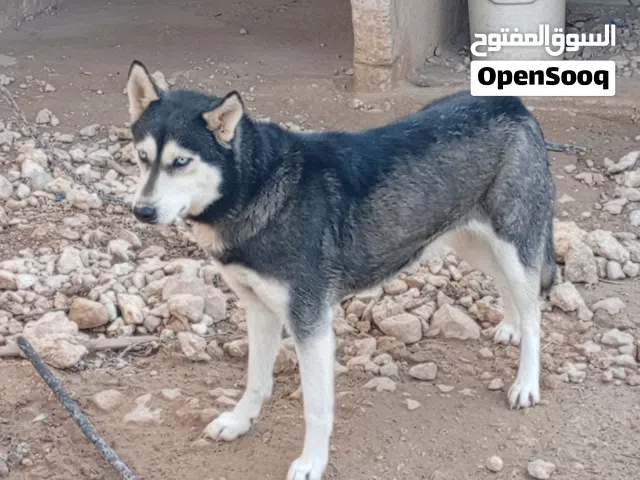 انثى هاسكي منتجة عمر 11شهر وجراء هجين جيرمن عمرهم 50يوم للبيع إمكانية البدل على دجاج او وز