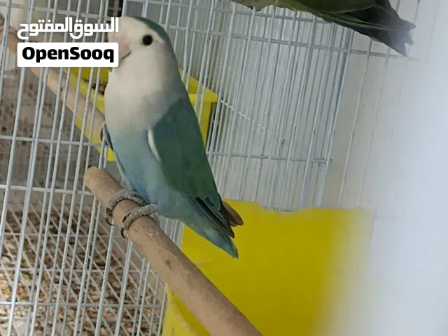 للبيع طيور بأسعار ممتازه وطيور مستوى طيب