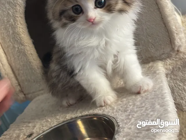 كيتن , kitten