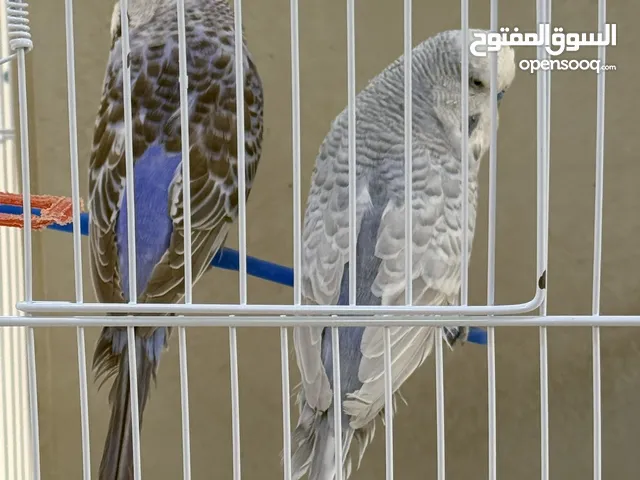 طيور مميزة للبيع
