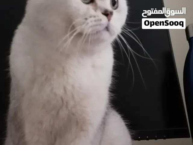 ذكر سكوتش ستريت للبيع /male scottish straight for sale