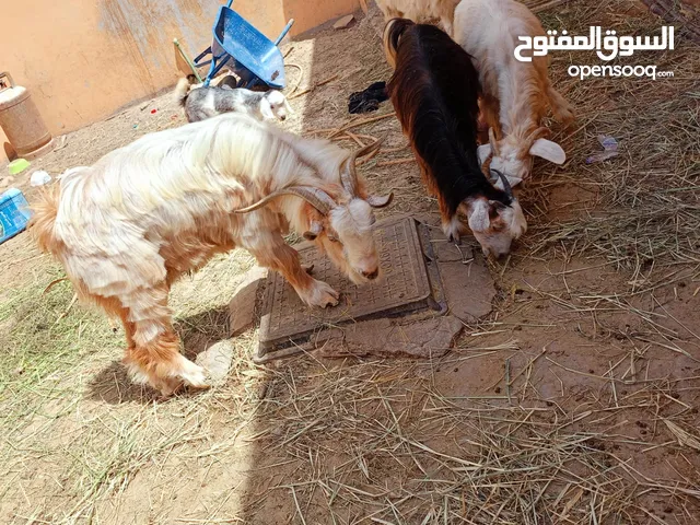 تيس للبيع عماني أصله سعيدي