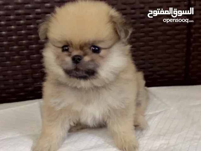 بومرينيان عمر شهر ونصف الام والاب وارد روسيا