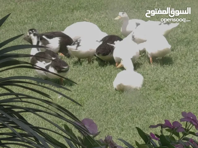 8 بطات الله ييارك مع بعض البيع