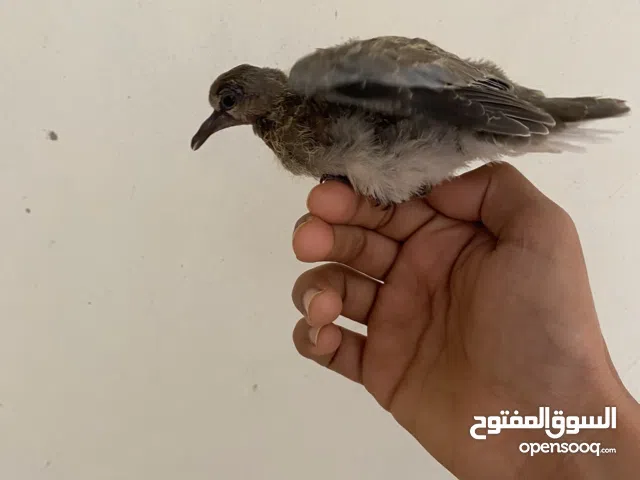 يمامه بلدي أليف فرخ