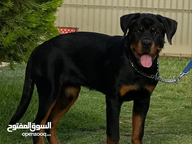 السلام عليكم كلبة رود وايلر للبيع