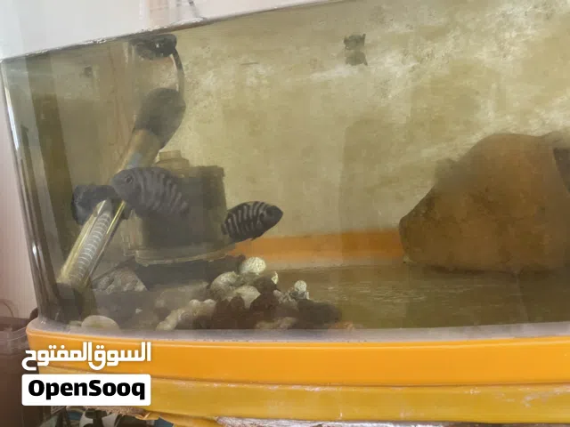 زوج سكيلد زيبرا