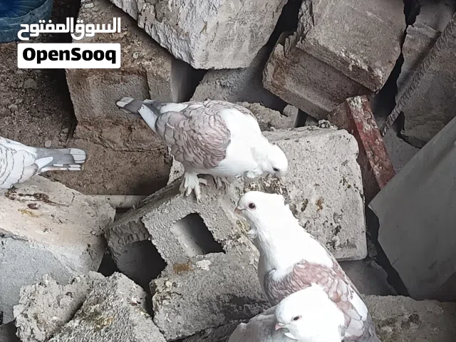 حمام زينه حب الرمان
