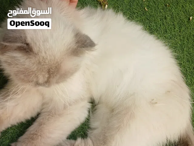 قطه انثى هملايا بعيون زرقاء قاتله