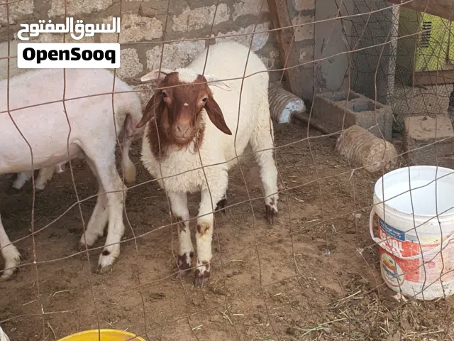 السلام عليكم خروف ماشاء الله متاح طرابلس زناته خروف عز الكسبه