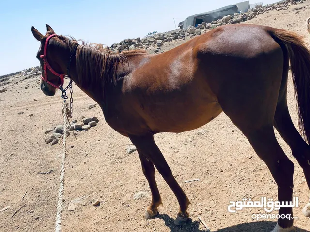 خيل لبيع العمر سنتين
