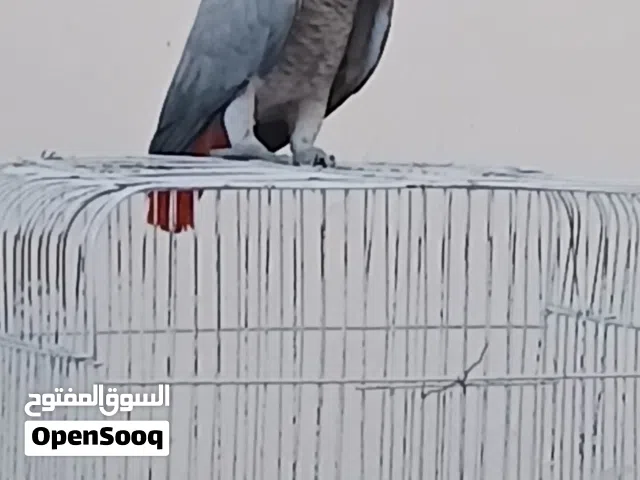 ببغاء زنجباري