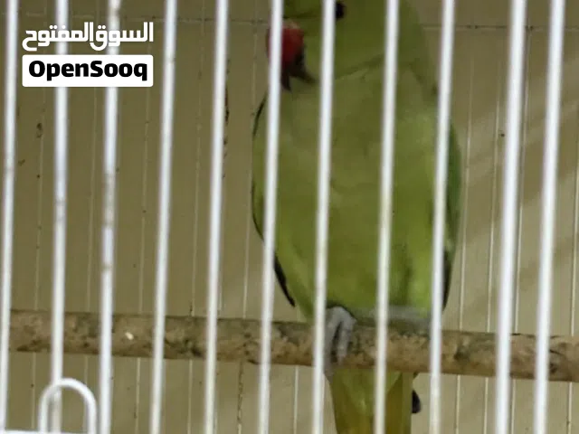 Parrot for sale