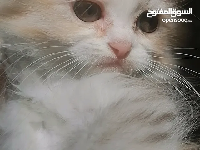 قطط نثيه و ذكر للبيع