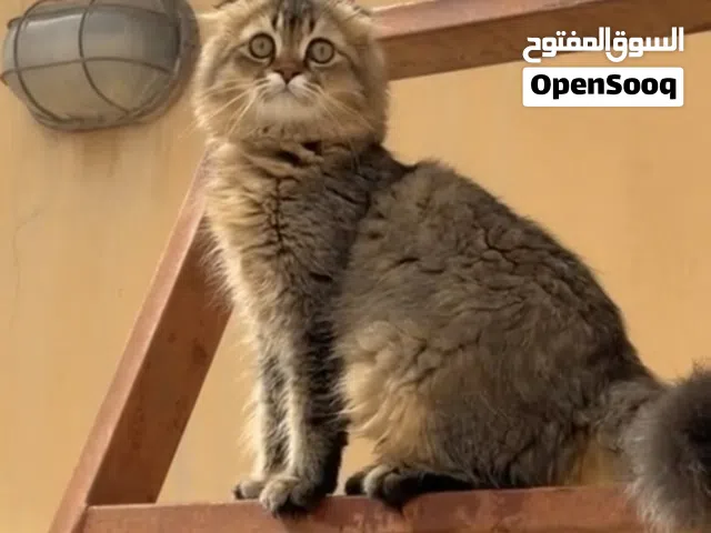 Scottish fold fully vaccinated