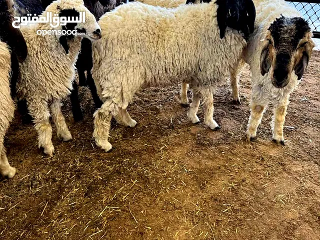 Perform Qurbani with Peace of Mind – We Handle the Rest!