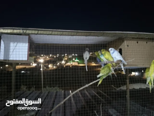 طيور حب منتجات