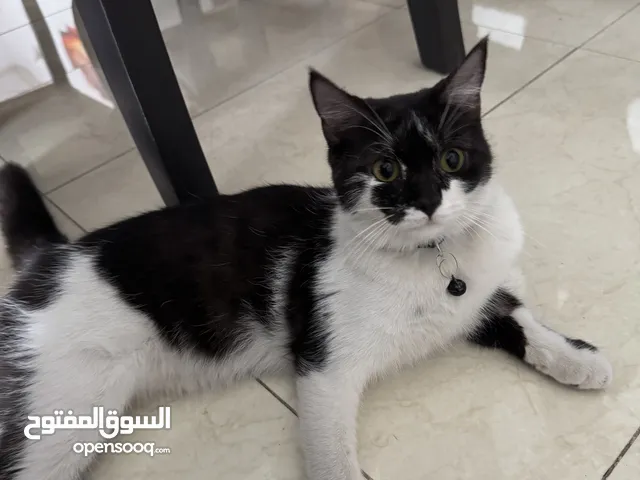 2 Female Cats for Adoption (8 Months)