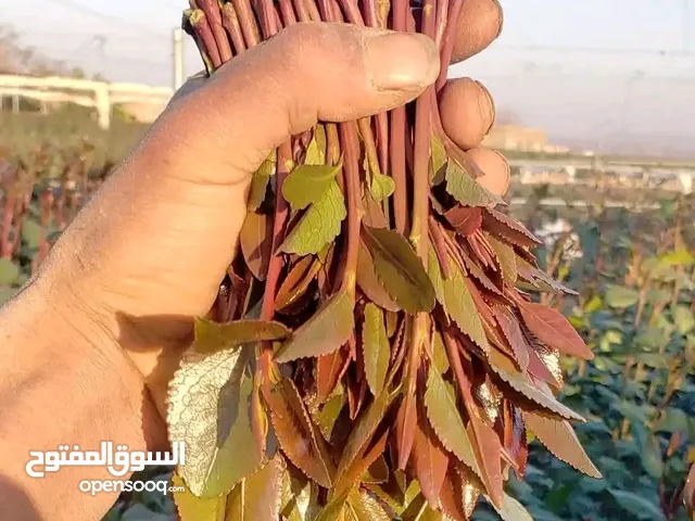 ابومازن للقات الصعدي