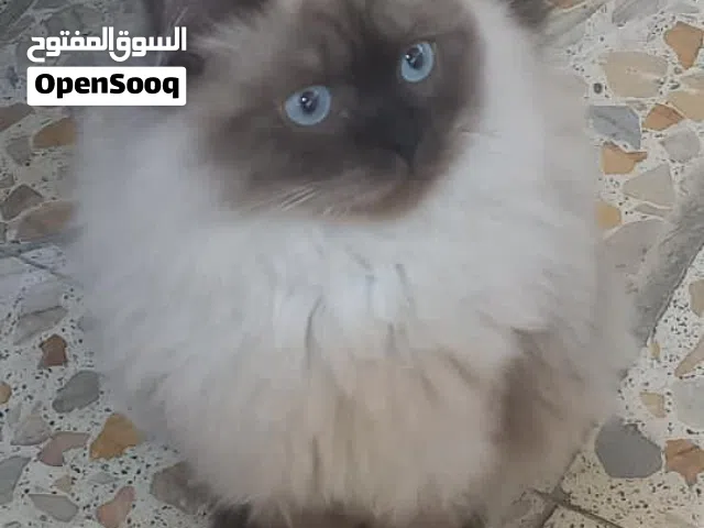 قط هملايا انثى