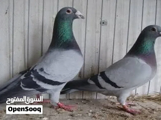 جوز حمام زاجل الاصيلى السعر 20 دينار