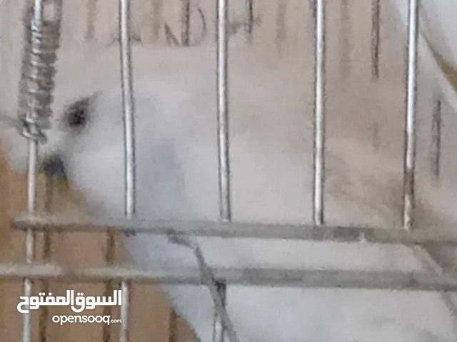 عصافير للبيع ما شاء الله الله يبارك لصاحب النصيب ويطرحله البركه يارب فيهم يارب