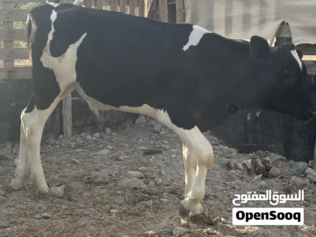 للبيع عجل ظفاري مطعوم